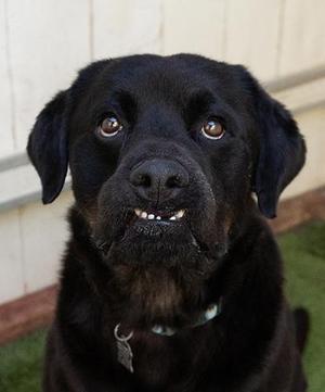 Puddin' Cup, Rottweiler, adult, available for adoption