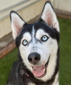 Buffy, Husky, adult, available for adoption