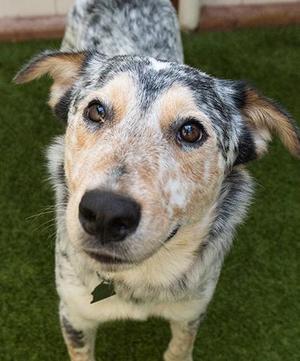 Prairie, Cattle Dog, young, available for adoption