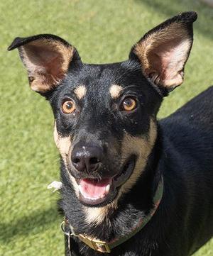 Shenanigans, Terrier, young, available for adoption