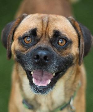 Dr. Hogly Wogly, Pug / Chihuahua, adult, available for adoption