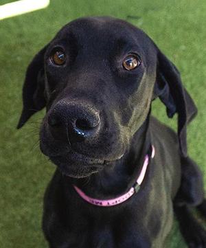 A close-up of a black dog with brown eyes, wearing a pink collar, looking directly at the camera.