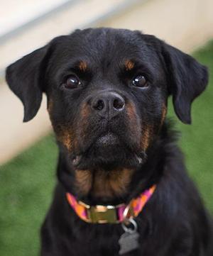 Punky, Rottweiler, adult, available for adoption