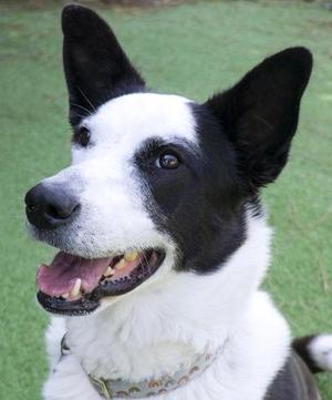 Tippy, Shepherd, adult, available for adoption