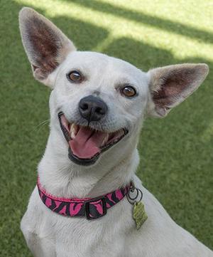 A white dog with large ears and a pink collar is smiling on a green grass background.