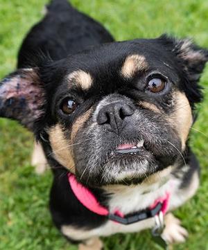 Diddly Squat, French Bulldog / Pekingese, senior, available for adoption