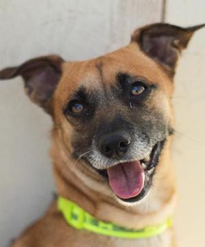 Yogi, Terrier, adult, available for adoption