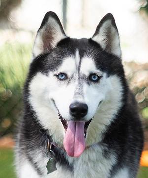 Cheesy Bugle, Husky, adult, available for adoption
