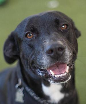 Close-up of a black dog with brown eyes and a white chest, wearing a collar.