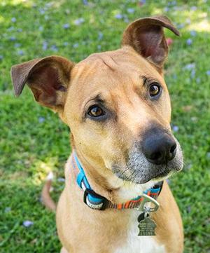 Nico, Terrier, adult, available for adoption