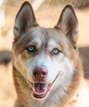 Foxtrot, Husky, adult, available for adoption