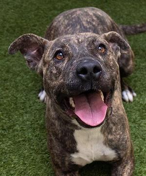 A brindle-colored pit bull mix dog with its tongue out, lying on artificial grass.