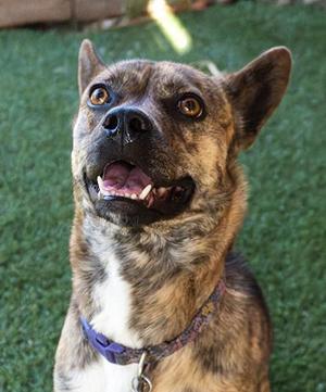 A close-up photo of a brindle-colored dog with its mouth slightly open and looking upwards.