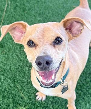 Scout, Chihuahua, adult, available for adoption