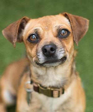 A close-up of a brown dog with large, expressive eyes, wearing a collar with a tag. The dog is looking directly at the camera with a curious expression. The background is a blurred green, suggesting an outdoor setting.