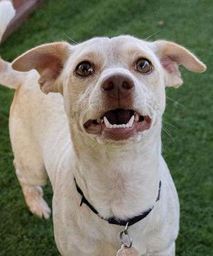 Chopped Chillies, Terrier, young, available for adoption