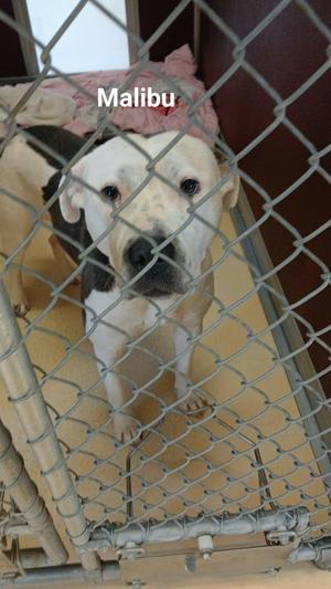 malibu, Pit Bull Terrier, young, available for adoption