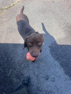 A brown dog with floppy ears is standing on a paved surface, holding a red ball in its mouth. The dog is looking up at the camera, and a person's foot is visible in the foreground.