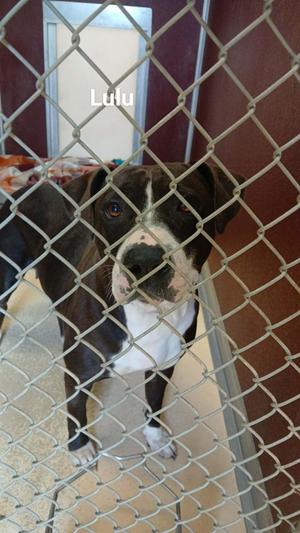 lulu, Pit Bull Terrier, adult, available for adoption