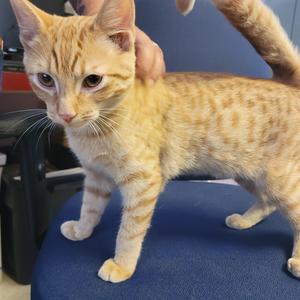 Heathcliffe, young, available for adoption