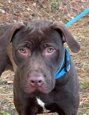 KNUCKLES, Labrador Retriever / Cane Corso, young, available for adoption