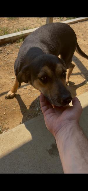 webby, Beagle, adult, available for adoption