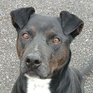 A black dog with amber eyes and a white chest patch looking up.