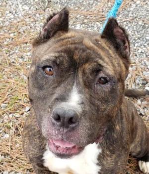 MILLIE, American Staffordshire Terrier, adult, available for adoption