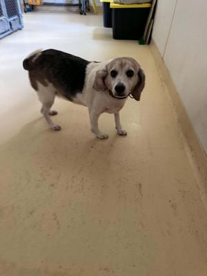 A beagle dog standing on a tiled floor, looking towards the camera.