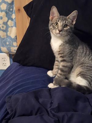 Chrome, kitten, available for adoption