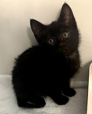 Bebe, kitten, available for adoption