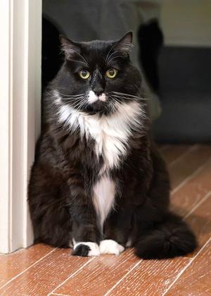 Edgar, adult, available for adoption