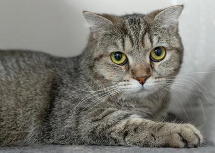 Bella Q, young, available for adoption