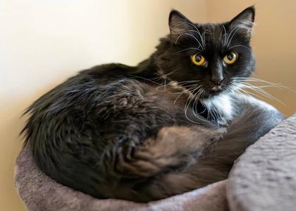 Elenor, adult, available for adoption