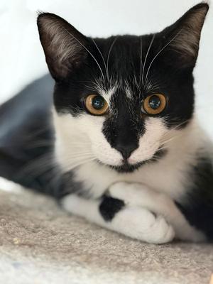 Dapples, young, available for adoption