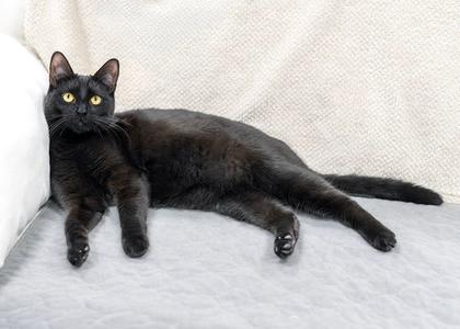 Dusk, young, available for adoption