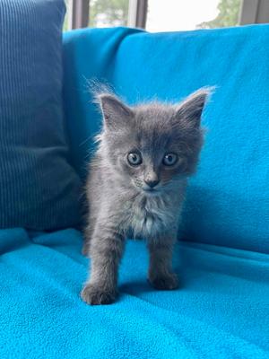 Birdie, kitten, available for adoption