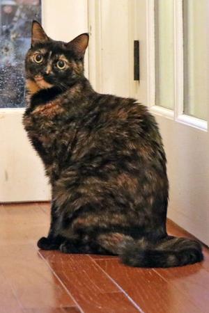 Birdy, adult, available for adoption