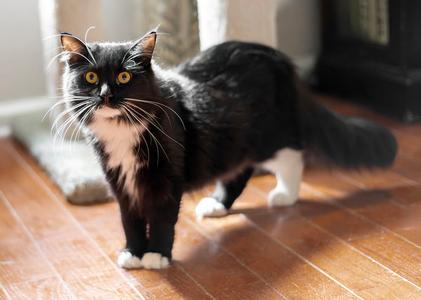 Dandy, young, available for adoption