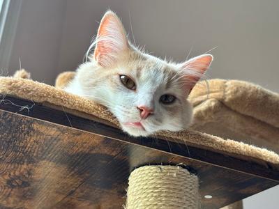Creamsicle, young, available for adoption
