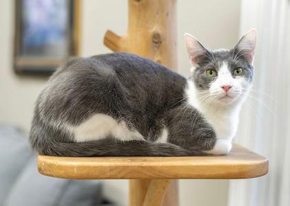 Dylan, young, available for adoption