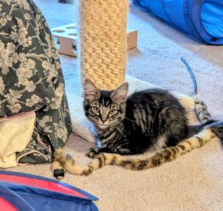 Betsy, kitten, available for adoption