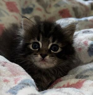 Curry, kitten, available for adoption