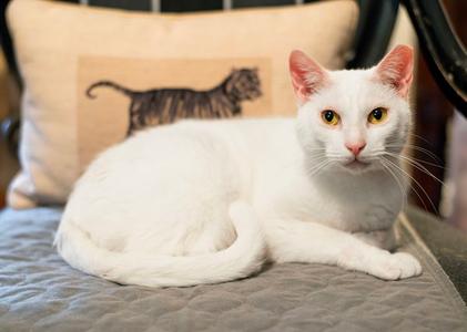 Alpine, adult, available for adoption