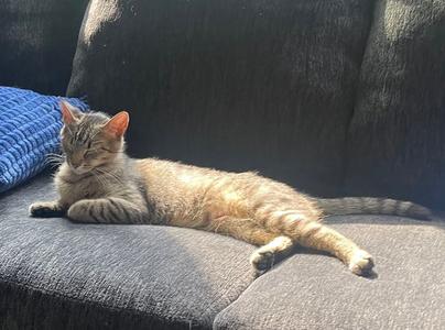 Chloe, young, available for adoption