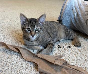 Blossom, kitten, available for adoption