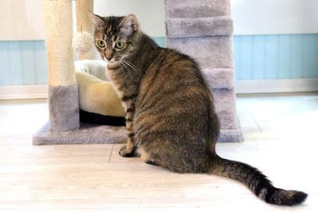 Bree, young, available for adoption