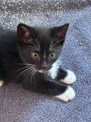 Cash, kitten, available for adoption