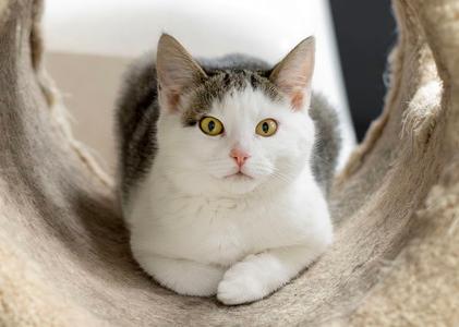 Dorado, young, available for adoption