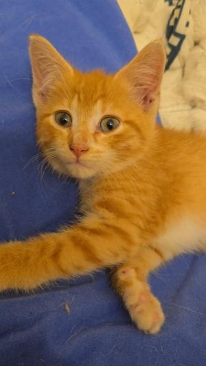 Bush, kitten, available for adoption